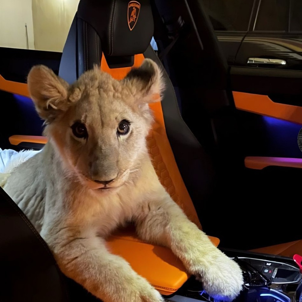 My baby lion Alex 💕🥹🦁